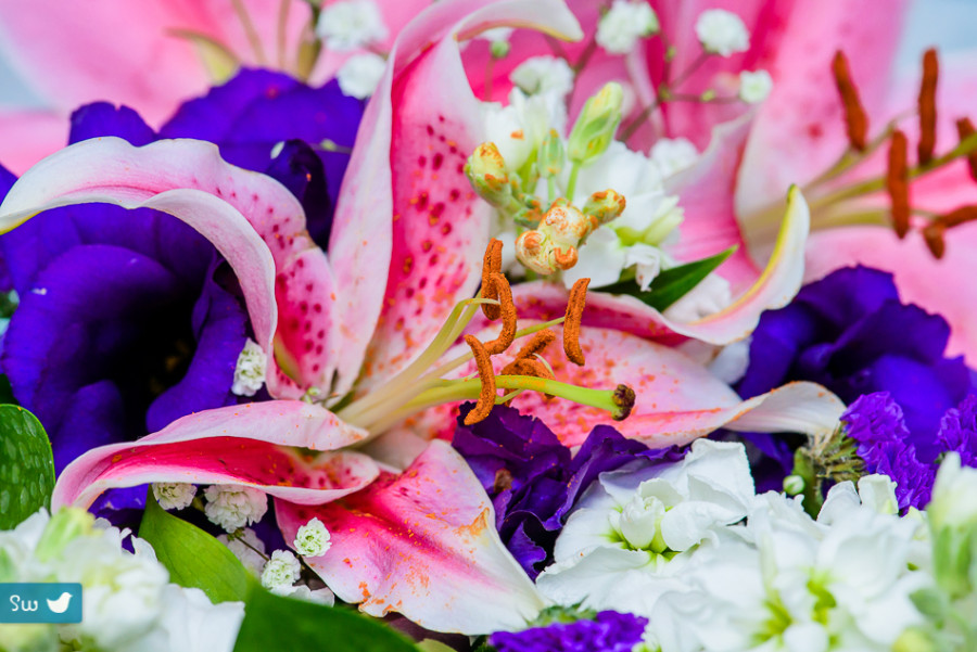 spotted lily by wedding photographer in austin